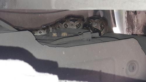 Encuentran y rescatan a una serpiente en la zona 2