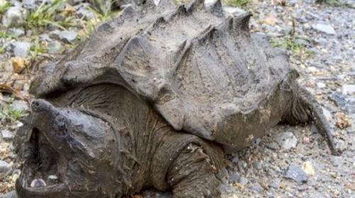 Encuentran la primera tortuga cocodrilo salvaje despu&eacute;s de 30 a&ntilde;os