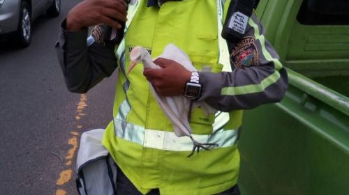 Agente de la PMT rescata a una garza que se enredó en un barrilete