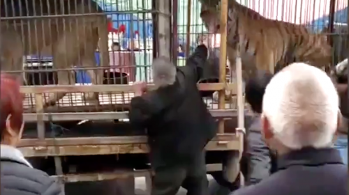 Graban el momento en que un tigre le muerde la mano a un hombre