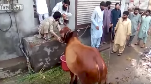 Hombre intent&oacute; sacrificar a una vaca y result&oacute; pisoteado por el animal