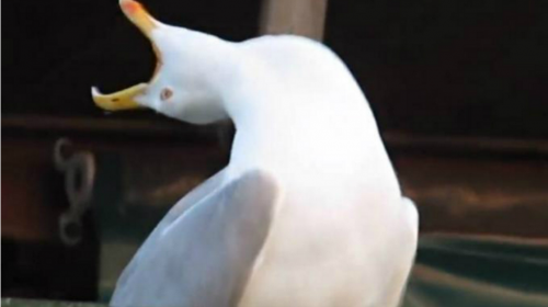 El origen del "meme" del momento: así llegó la gaviota a las redes