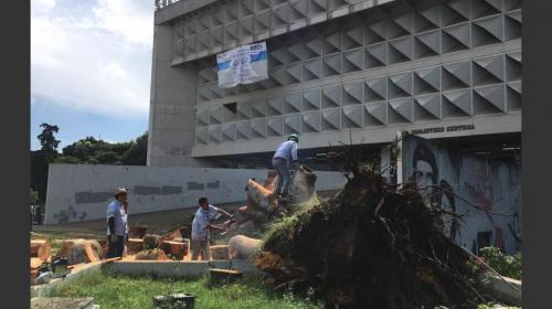 La foto de 1966 que muestra c&oacute;mo era la ceiba de la Usac 