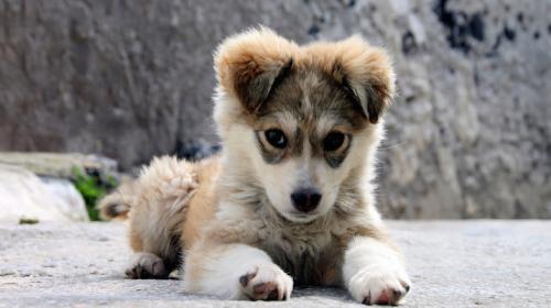Esto intentan decirnos los perros con sus expresiones faciales
