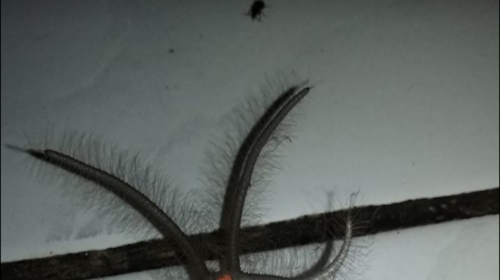 El terror&iacute;fico insecto que atemoriza las redes sociales