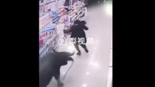 B&uacute;falo ataca a una mujer embarazada dentro de un supermercado