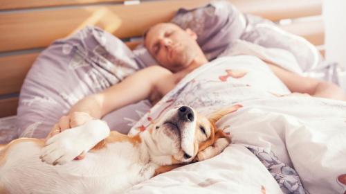 ¿Afecta a tu sueño dormir con el perro en la cama? 