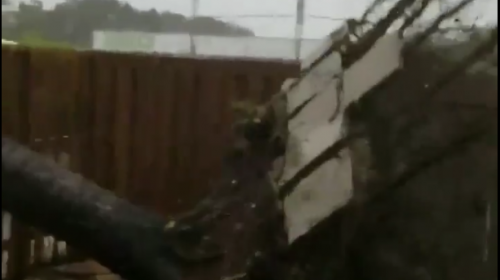 As&iacute; bot&oacute; un &aacute;rbol el poderoso hurac&aacute;n Irma