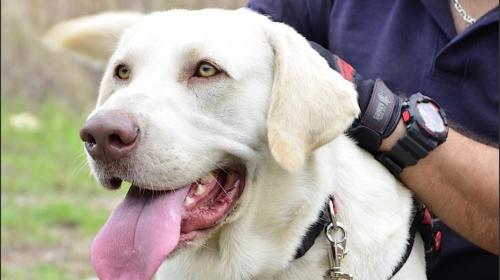 "Drago", el perro rescatista guatemalteco que ayudar&aacute; en M&eacute;xico 