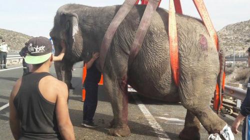 Vuelca cami&oacute;n que transportaba elefantes y el caos reina en carretera