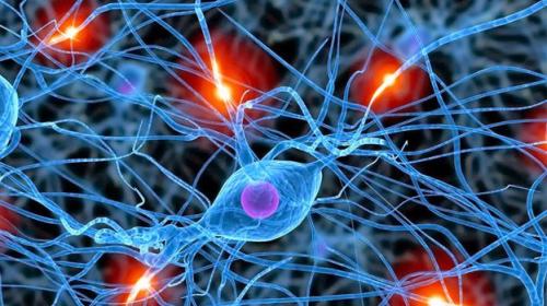 &iquest;El cerebro adulto es capaz de reproducir neuronas?