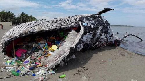 La verdadera historia detr&aacute;s de la ballena muerta por pl&aacute;stico