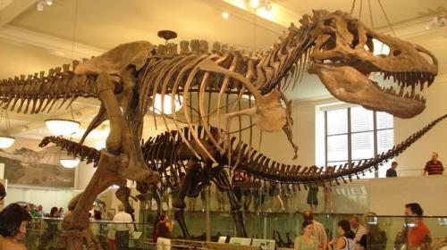 &iexcl;Subasta prehist&oacute;rica! M&aacute;s de 2 millones por f&oacute;siles de dinosaurios
