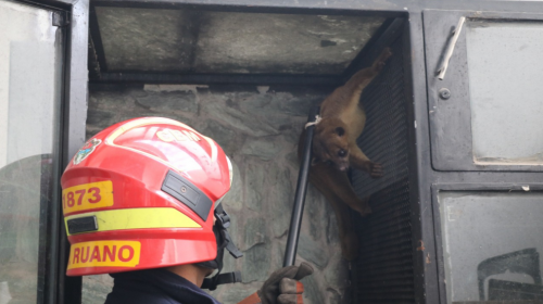 Rescatan a un micoleón que deambulaba por el bulevar Liberación