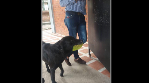 La historia del perrito que lleva a la tienda una hoja para comprar