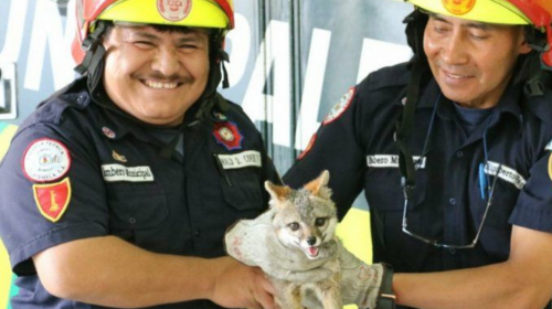 Bomberos rescatan a un zorro de la vía pública en la zona 21