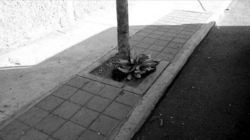 Por segundo d&iacute;a, abandonan restos humanos en la ciudad