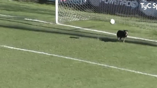 Video: momento en que un perro detiene gol en pleno partido