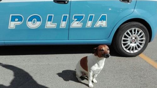 Perro encuentra kilos de coca&iacute;na y ahora piden su "cabeza"
