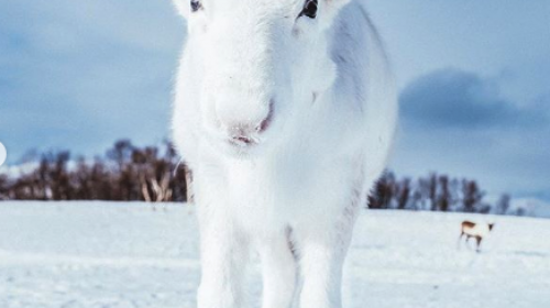 ¡Insólito! Encuentran un reno blanco en Noruega