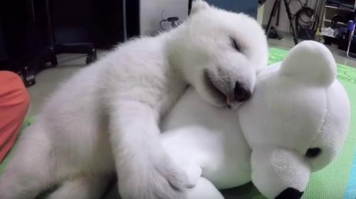 Nora, la osita polar que confunde a un peluche con su mamá