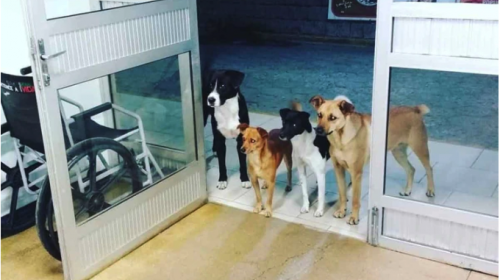 La historia de los perros que esperan a su amo afuera de hospital