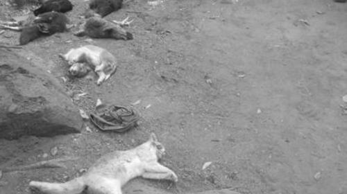 Envenenan animales para robarle a una pareja de ancianos