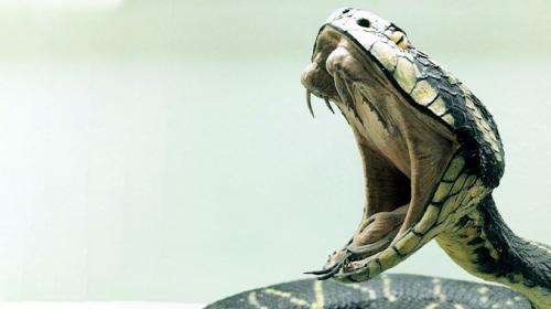 &iexcl;Qu&eacute; nervios! Encuentran serpiente en un ba&ntilde;o: as&iacute; la sacaron 