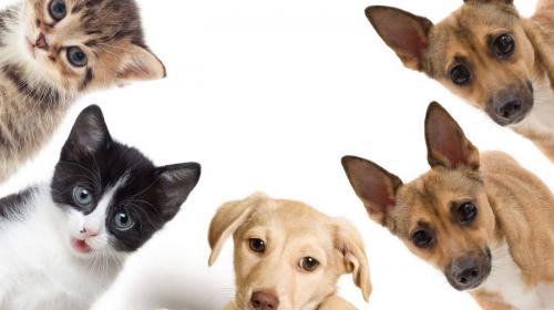 En diciembre sube el n&uacute;mero de mascotas desaparecidas