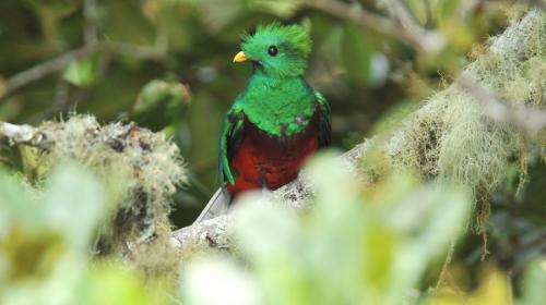 La metáfora del quetzal muerto