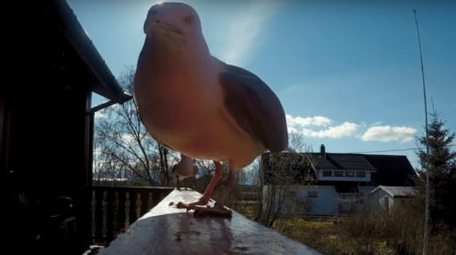 Una gaviota rob&oacute; una GoPro y esta es su sorprendente grabaci&oacute;n