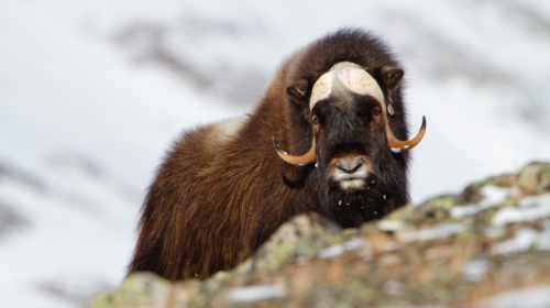 Un "tsunami de hielo" sepult&oacute; una manada de bueyes en Alaska