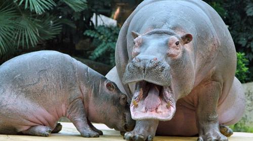 Pablo Escobar a&uacute;n es un problema para Colombia a 25 a&ntilde;os de su muerte