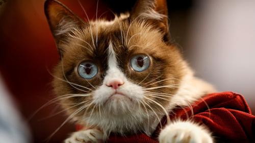 "Grumpy Cat" gana jugosa demanda contra una marca de caf&eacute; 
