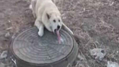 El ins&oacute;lito episodio que vivi&oacute; un perro por las bajas temperaturas