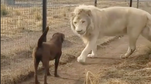 El ins&oacute;lito video de un le&oacute;n que "besa" la pata de un perro 