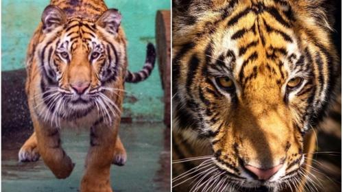 Charlie tiene una segunda oportunidad de vida, con&oacute;celo