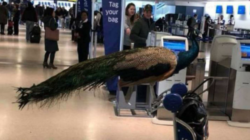 Aerol&iacute;nea le impide a una mujer viajar con su &iquest;pavo real?