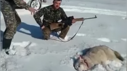 Graban cuando un lobo "resucita" para vengarse de su cazador