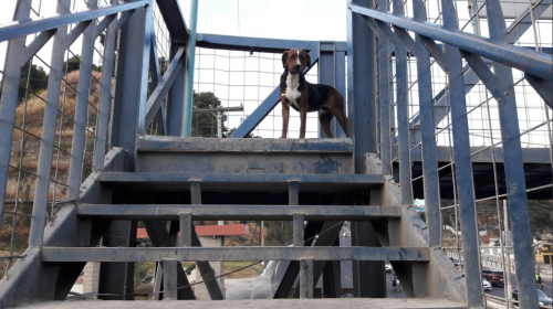 La lección de dos perros que usan una pasarela de la ruta al Pacífico