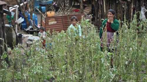 Las inocentes víctimas del expolio
