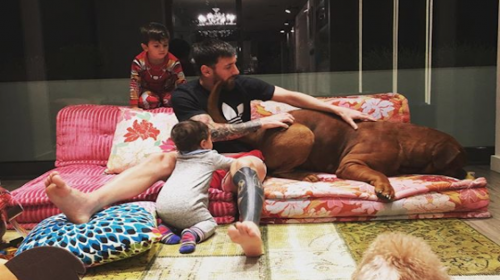 "Hulk", el perro gigante de Messi que causa furor en redes sociales