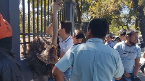 Una avestruz escapa de la USAC y causa terror en los estudiantes