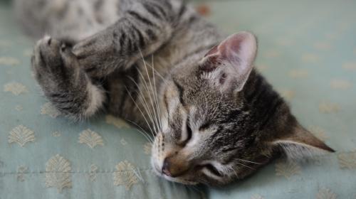 Las cinco maneras de celebrar el "D&iacute;a del Gato" todos los d&iacute;as