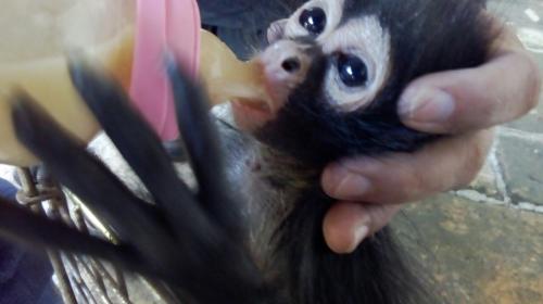 La historia del mono araña rescatado por los bomberos