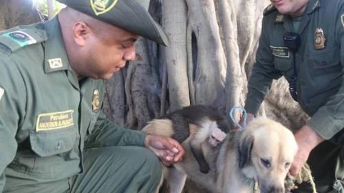 Ni la polic&iacute;a pudo separar a un mono de su madre adoptiva