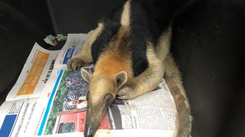 La historia del oso hormiguero que escapó de sus captores