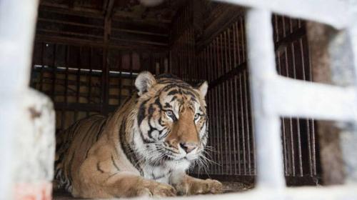 52 tristes tigres... buscan un hogar