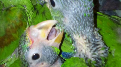 Descubren que traficaban loros y pericas en mercado de Quetzaltenango