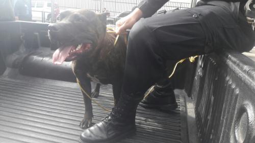 Esto pasará con el pitbull que mordió a un niño en el Parque Central